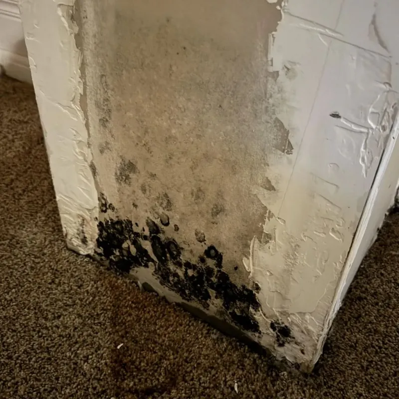 Professional Mold Removal in Sabinal, TX